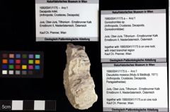 Foto (Objket + Etiketten) von Discutiolira moesica (Muţiu & Bădăluţă, 1971) 